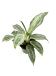 Aglaonema Emerald Stone - M