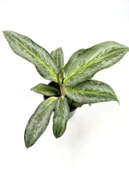 Aglaonema Emerald Stone
