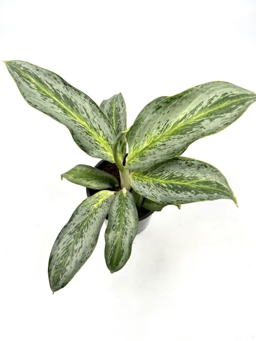 Aglaonema Emerald Stone - M