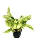 Epipremnum Snow Queen