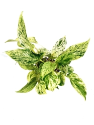 Epipremnum Snow Queen