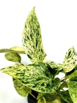 Epipremnum Snow Queen
