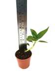 Ludisia discolor "Spiderman alba" - M