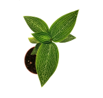 Ludisia discolor "Spiderman alba" - M
