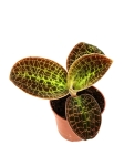 Macodes Lowii - M