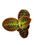 Macodes Lowii - M