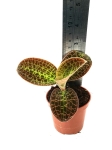 Macodes Lowii - M