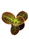Macodes Lowii - M