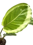 Calathea Gecko - II gatunek