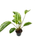 Calathea Gecko - II gatunek