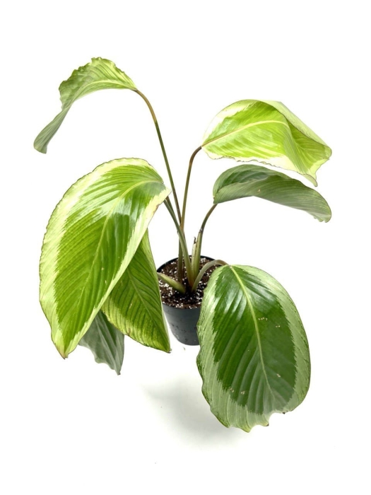 Calathea Gecko - II gatunek
