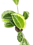 Calathea Gecko - II gatunek