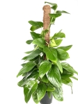 Philodendron Guttifero