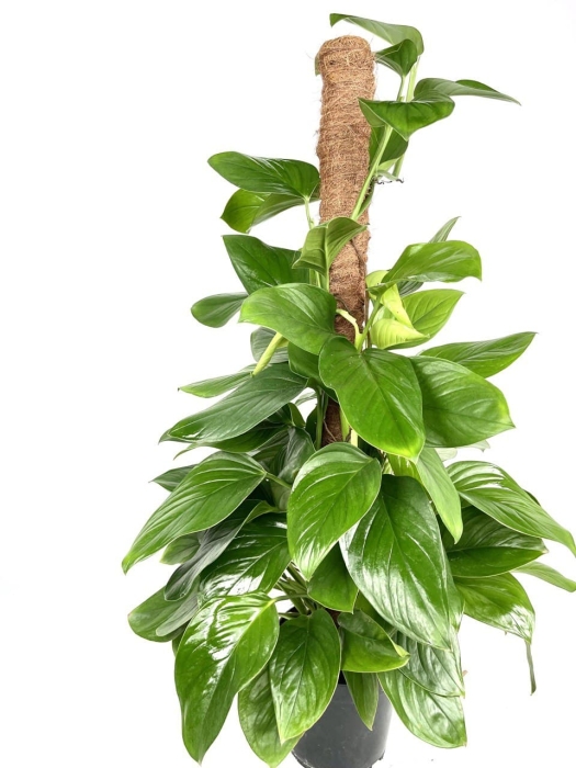 Philodendron Guttifero