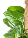 Philodendron Guttifero
