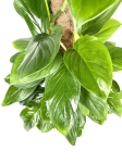 Philodendron Guttifero