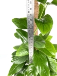 Philodendron Guttifero