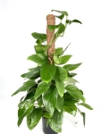 Philodendron Guttifero
