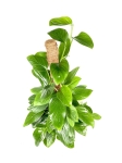 Philodendron Guttifero