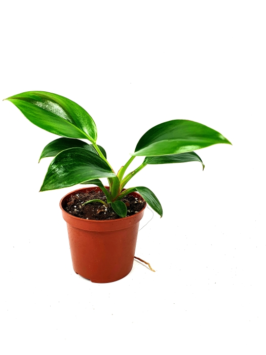 Philodendron birkin XL