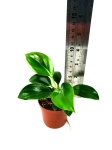 Philodendron birkin S