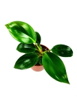 Philodendron birkin S