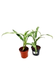 Aglaonema cutlass - M