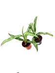 Aglaonema cutlass - M
