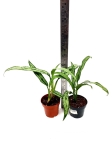 Aglaonema cutlass - M