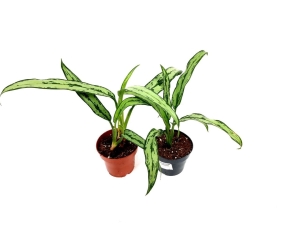 Aglaonema cutlass
