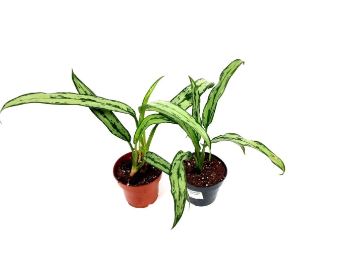 Aglaonema cutlass - M