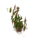 Begonia amphioxus