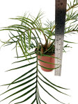 Philodendron tortum XL  - wysokość