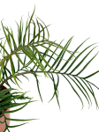 Philodendron tortum  XL