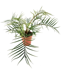 Philodendron tortum