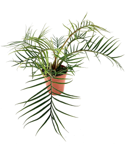 Philodendron tortum