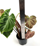 Philodendron verrucosum XXL - wysokość
