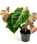Philodendron verrucosum XXL - przykładowa roślina