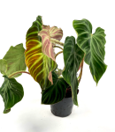 Philodendron verrucosum XXL - przykładowa roślina