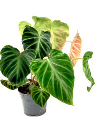 Philodendron verrucosum (incensi)