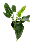 Philodendron subhastatum XL