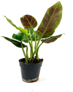  Philodendron subhastatum - cięty węzeł