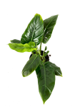 Philodendron subhastatum XL