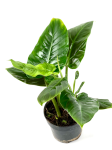 Philodendron subhastatum XL