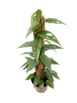 Epipremnum pinnatum Cebu Blue  - XL