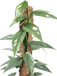 Epipremnum pinnatum Cebu Blue