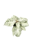 Aphelandra White Wash - M