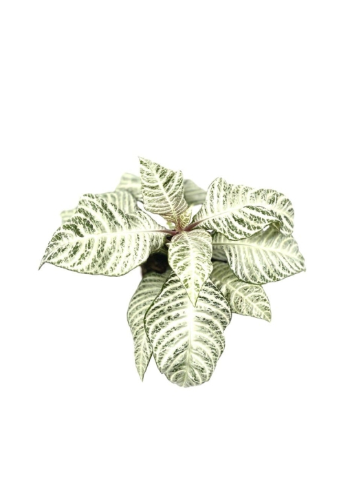 Aphelandra White Wash - M
