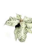 Aphelandra White Wash - M