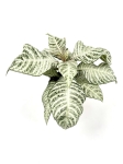 Aphelandra White Wash - M